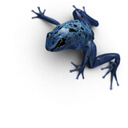 Blue Poison - Dart Frog