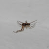 Noble false widow