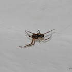 Noble false widow