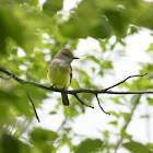 Great-Crested Flycatcher