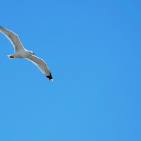 Libero nel blu di 