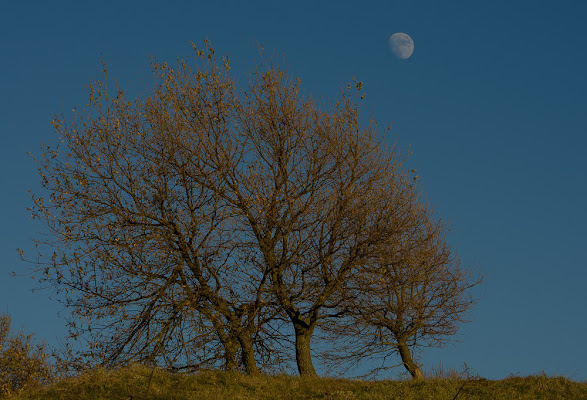 Four.....Tree!!!  di utente cancellato