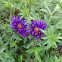 New England Dome Purple Aster