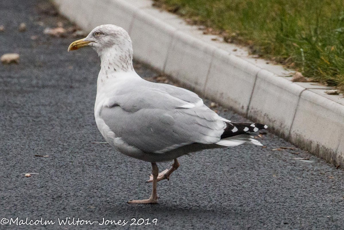 Herring Gull