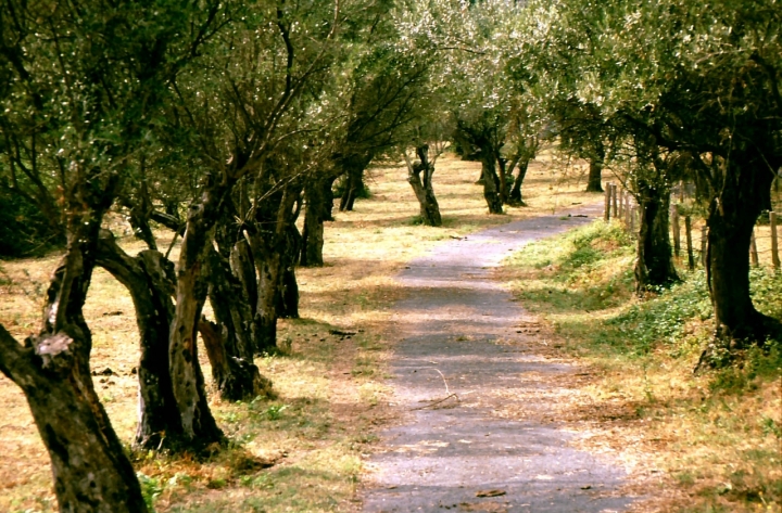 Gli ulivi accompagnano il sentiero di batti