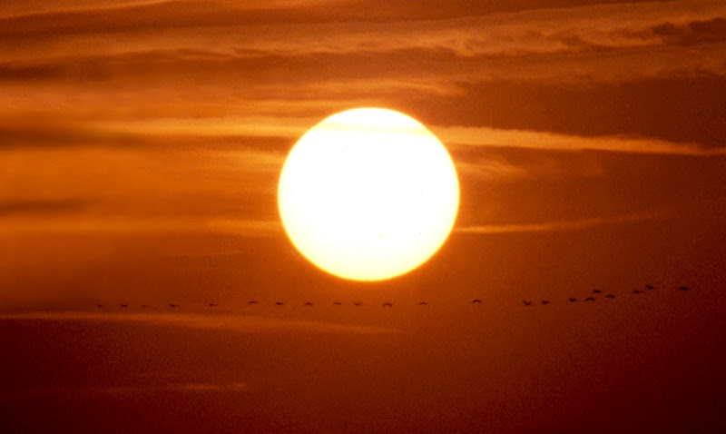 Volo di fenicotteri al tramonto di benny48