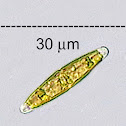 Epilithic Diatom