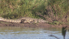 MILES OF CROCODILES thumbnail