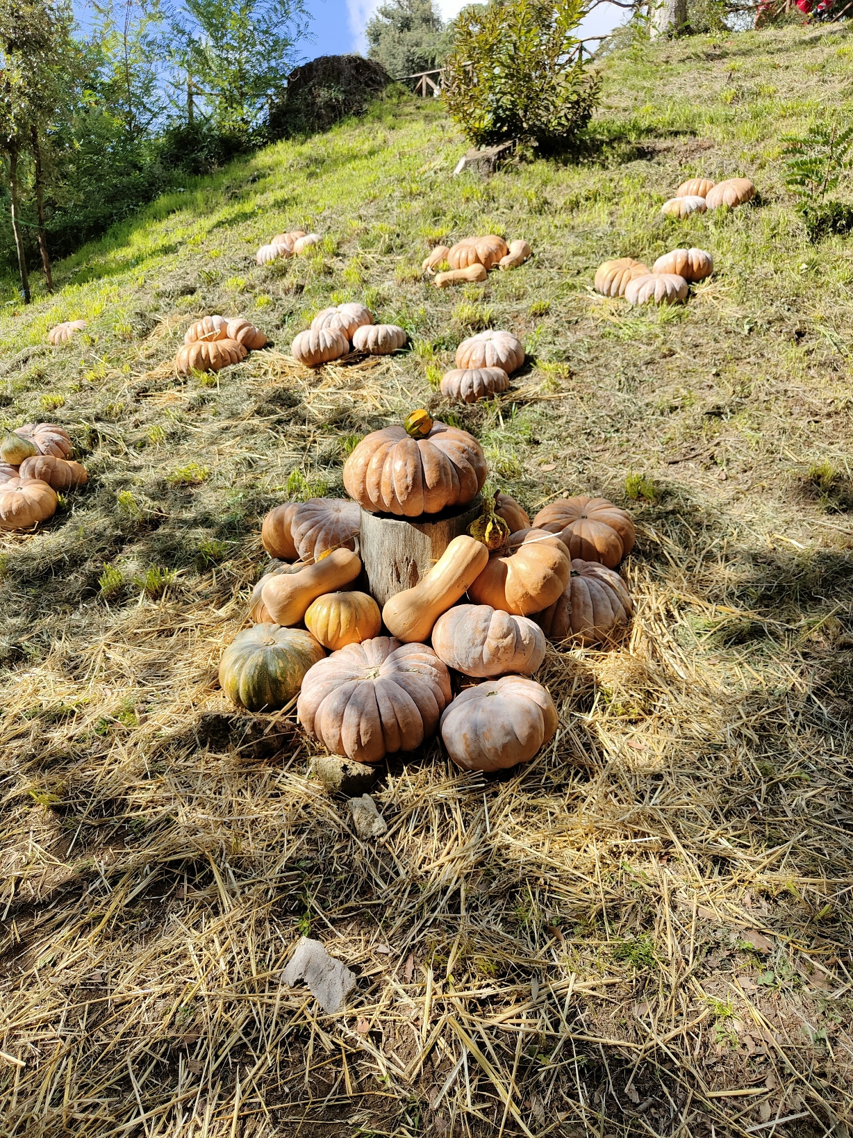 Zucche in compagnia di BeaSpacca