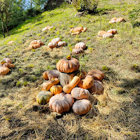 Zucche in compagnia di BeaSpacca