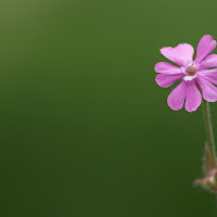 Il fiorellino rosa di 