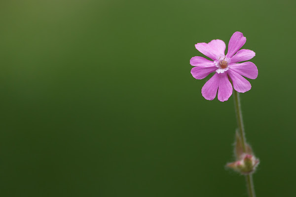 Il fiorellino rosa di Davide_79