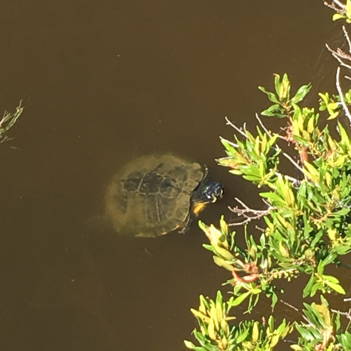 Yellowbelly Slider