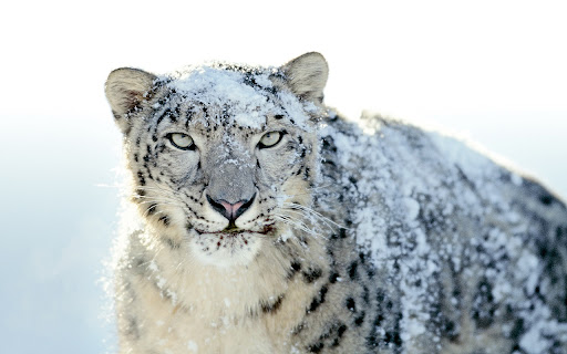 Snow Leopard