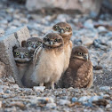 Juvenile Burrowing Owls