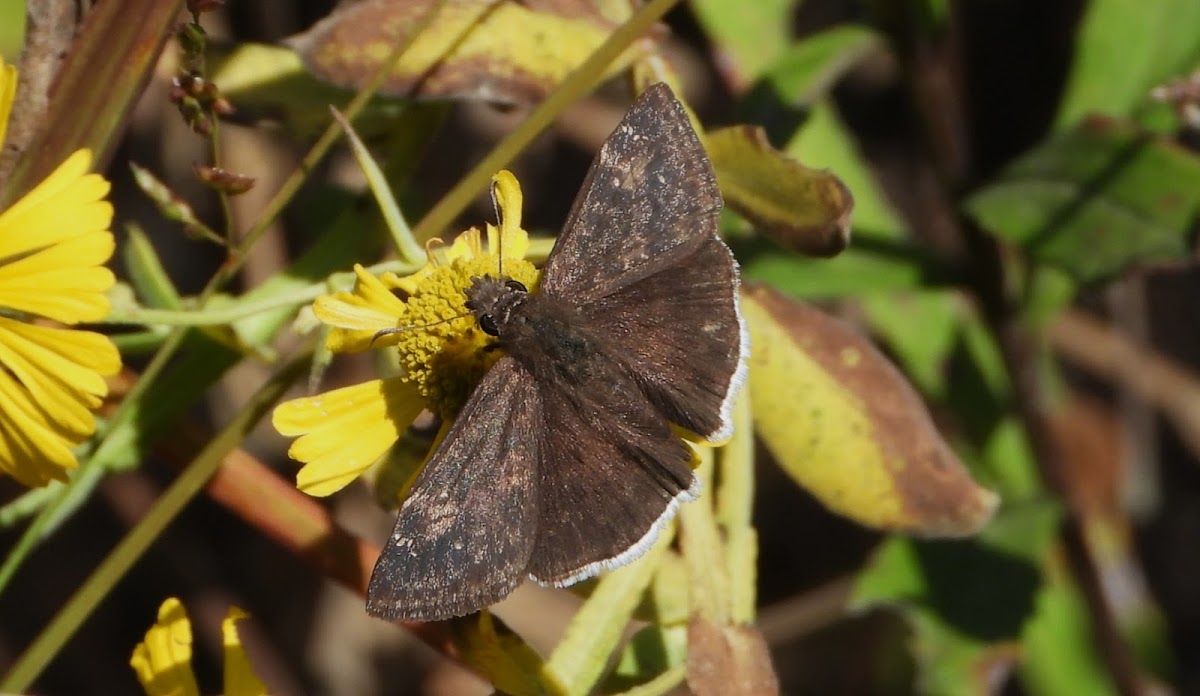 Funereal duskywing