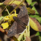 Funereal duskywing