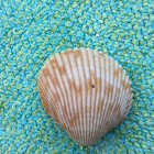 Cockles