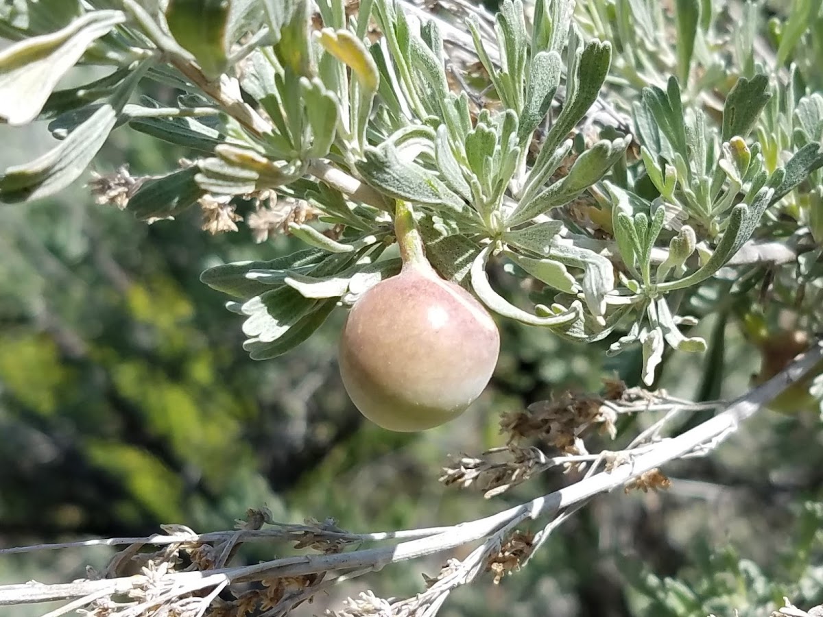 Sagebrush gall