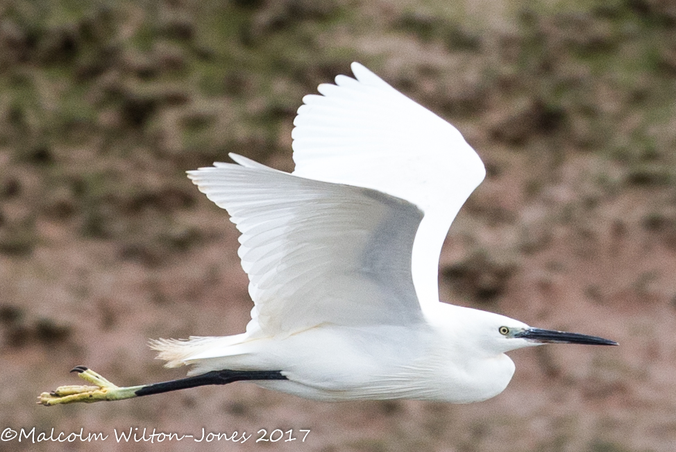 Little Egret