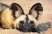 Would a wild dog sighting make the missus go wild?