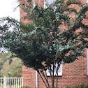 Crepe myrtle