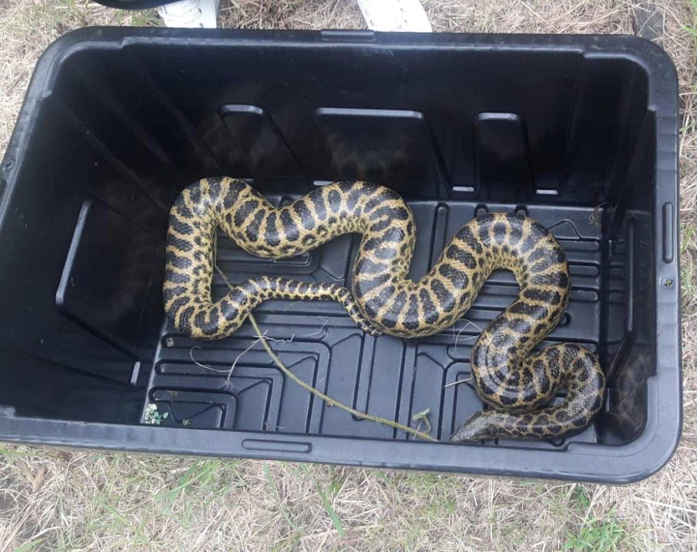 Video: Stubborn Hognose Snake Insists on Playing Dead