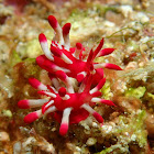 Nudibranch