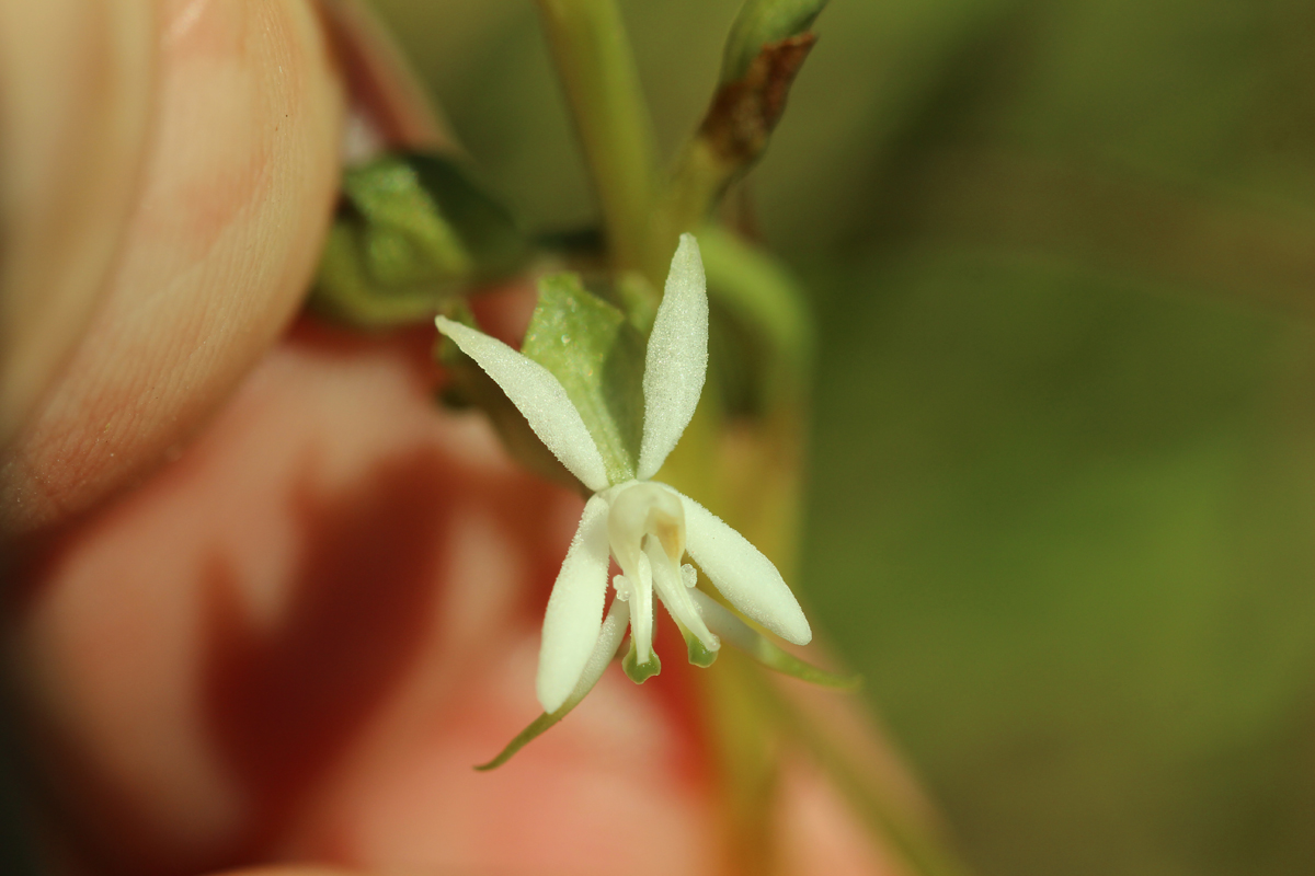 The Slightly Unequal Habenaria