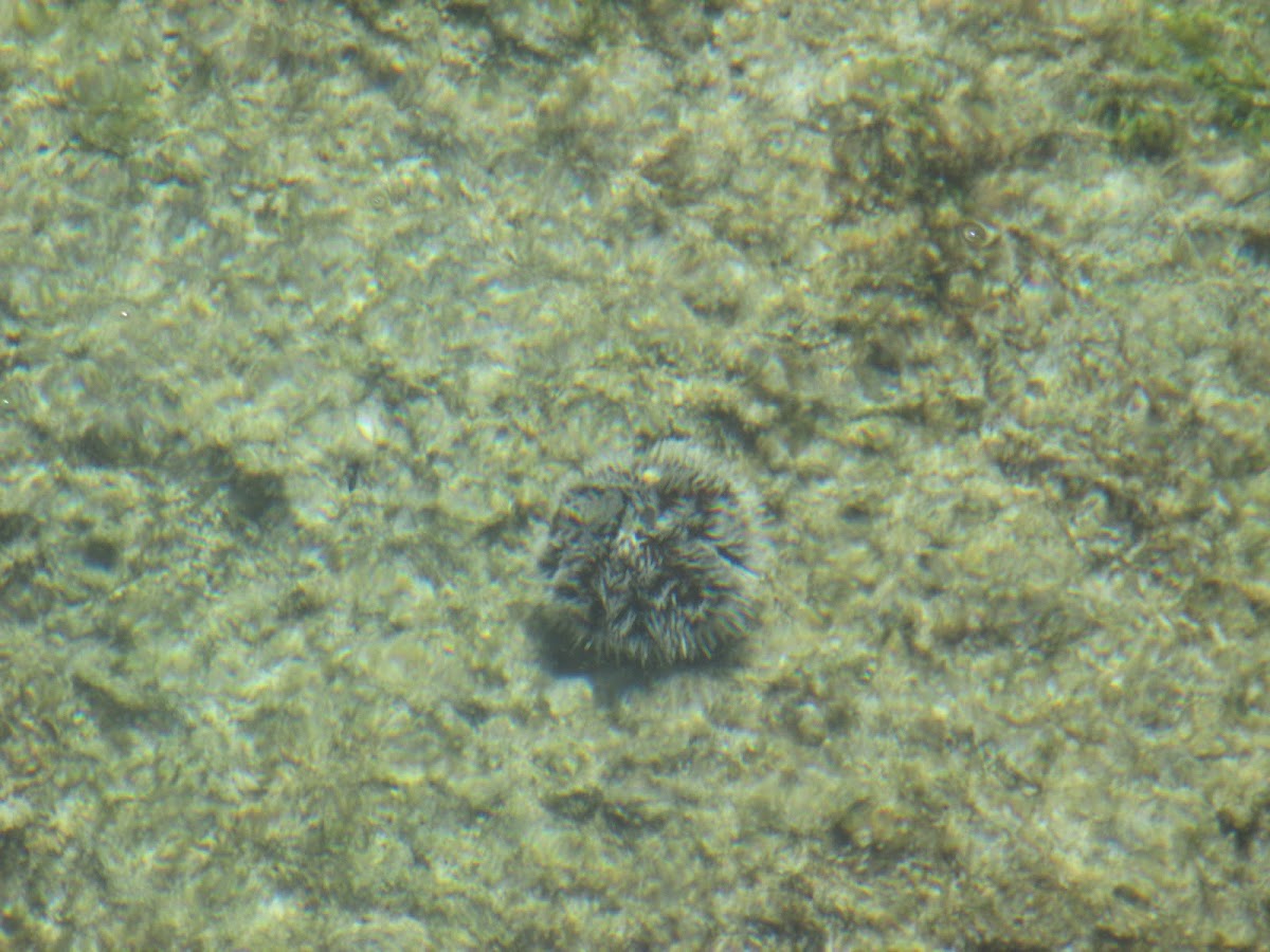 White Sea Urchin