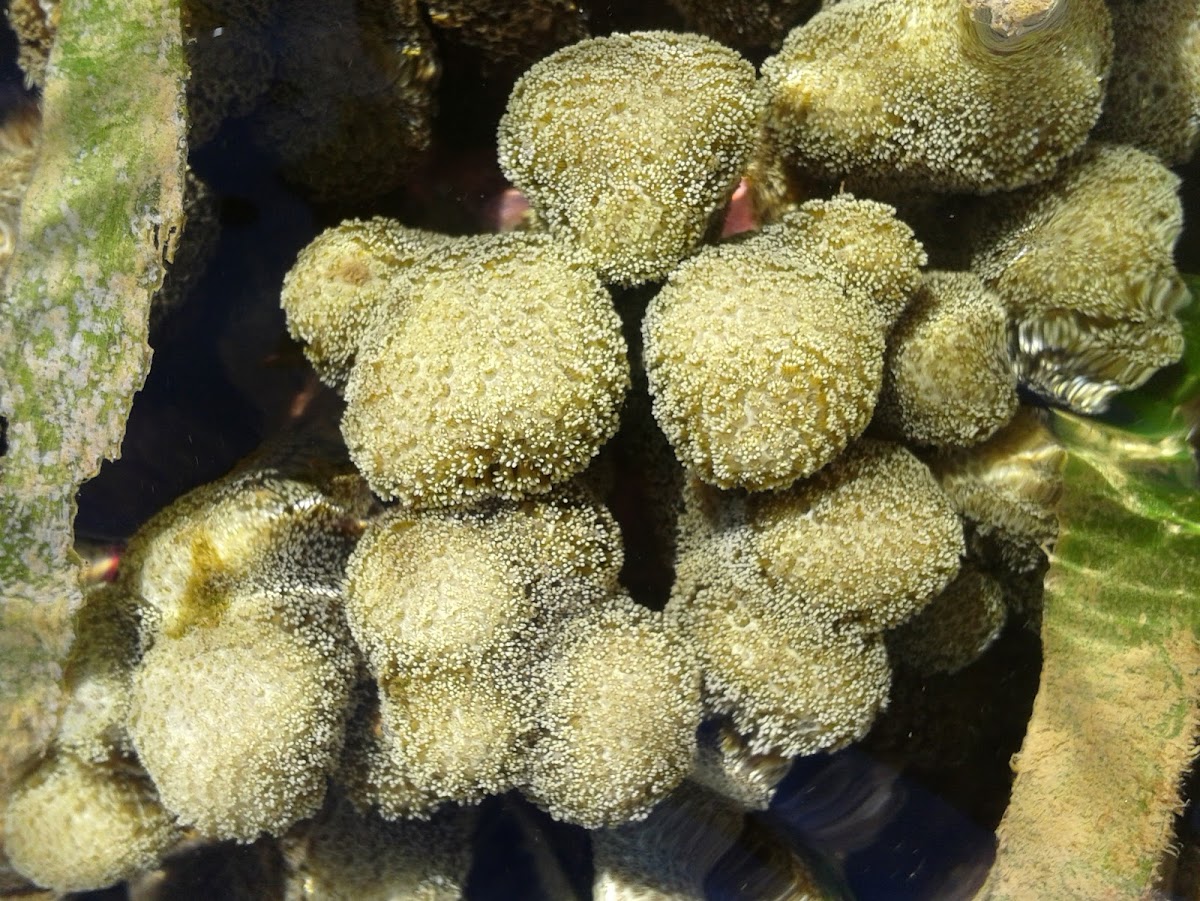 Finger coral