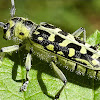 Ladder marked longhorn beetle