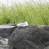 Laughing Gull