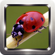 Ladybug Wallpapers  Icon