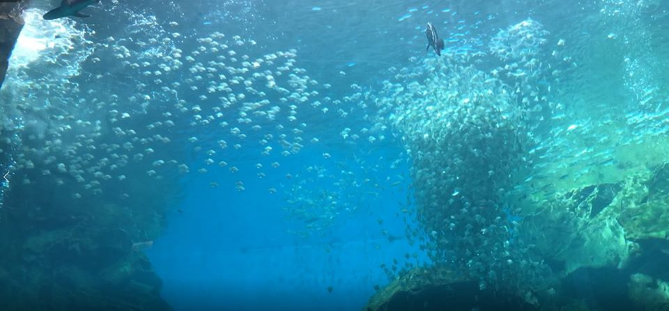 水族館