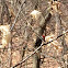 Pileated Woodpecker