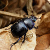 Dung beetle