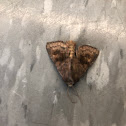 Moth