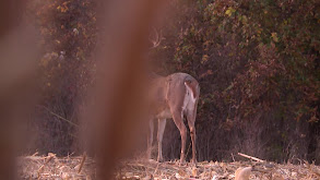 Monster Bucks of Iowa thumbnail