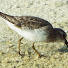 Least Sandpiper