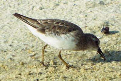 Least Sandpiper