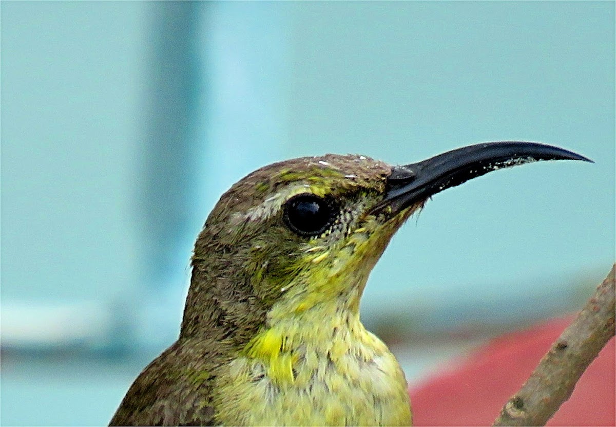 Olive-backed Sunbird