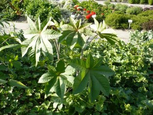 Rącznik pospolity Ricinus communis