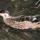 Hottentot Teal