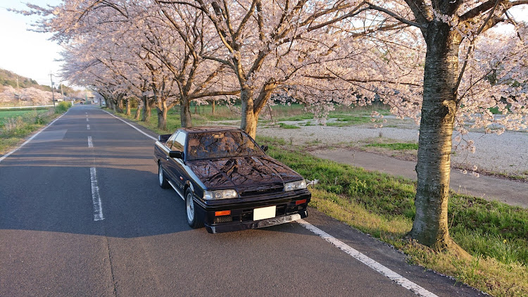 スカイラインの桜とコラボ🌸・苗代降ろし・みんなありがとう！お陰で大イベント終わりました・あかねキムチ・510ブルに関するカスタム事例の投稿画像2枚目