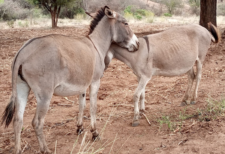 Donkeys are some of the domestic animals that have been killed by the wild-animals in Kitui in two months