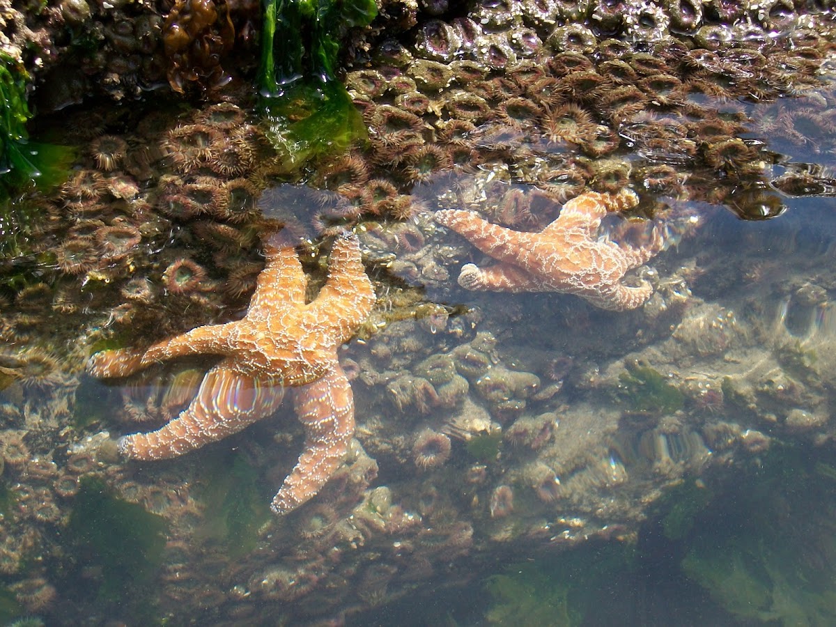 Ochre Seastar