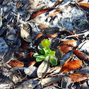 Candyroot