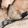 Long-tailed Blue