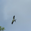 Swallow-tailed Kite